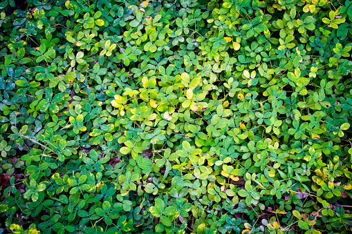 Peanut weeds bush as botanic pattern background
