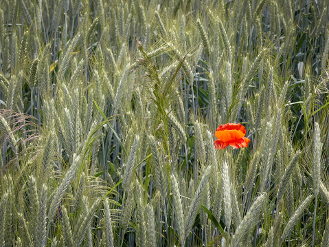 Single red poppy in a field