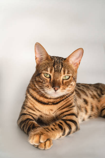 istock Ginger Bengal cat with green eyes lies on a white background alone 1296449445