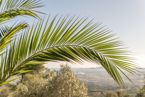 Close-up of a palm leaf with the landscape of the island of Mallorca out of focus