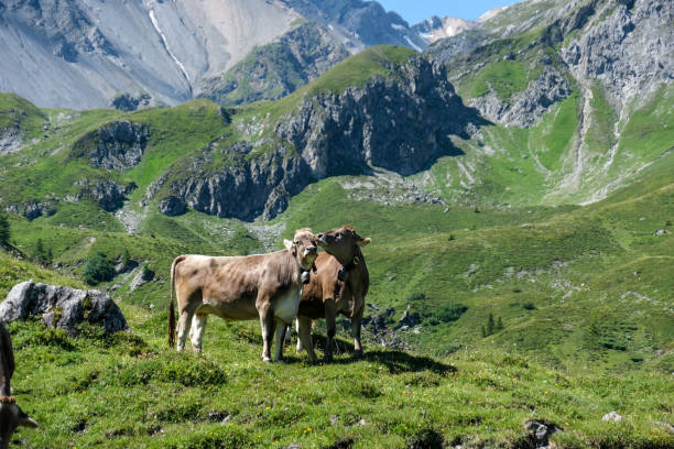 istock Idyllic View Of Two Cows Standing In A Field On Mountain 1296454948