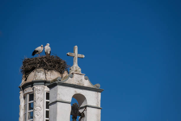 istock Low Angle View Of Bird Storck On A Building 1296454987