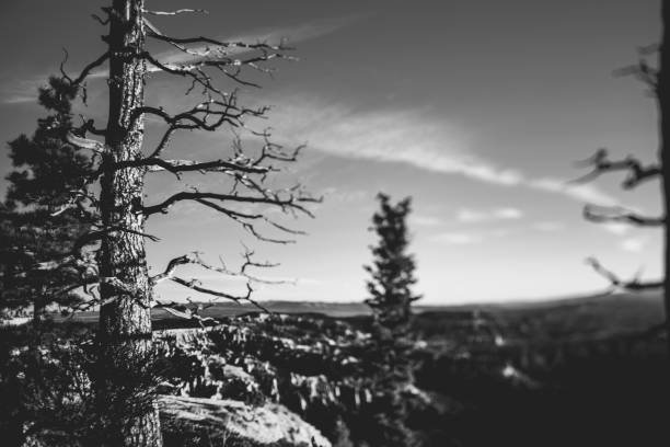A collection of desert landscape scenes from the southern part of Utah and Northern Arizona state boarder. Edited to black and white in post processing.