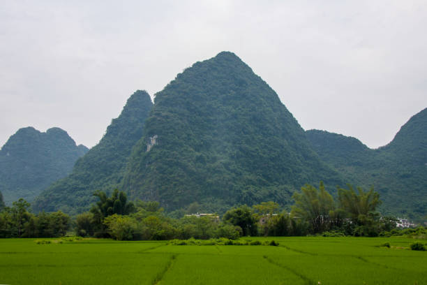 champ de riz - yangshuo photos et images de collection