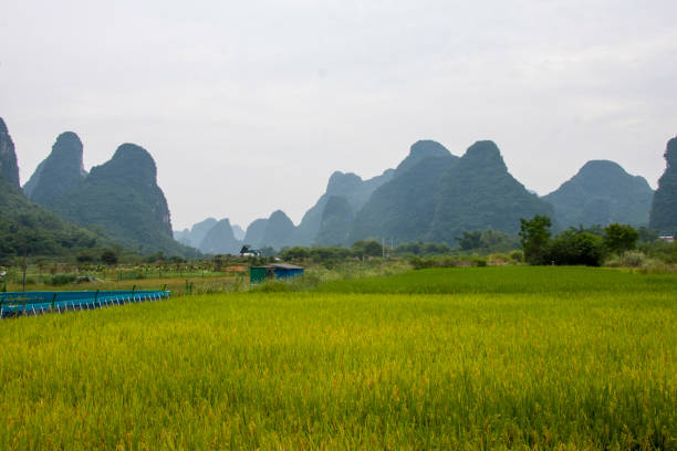 champ de riz - yangshuo photos et images de collection