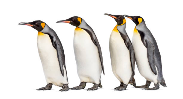 istock Colony of king penguins together, isolated on white 1296457649