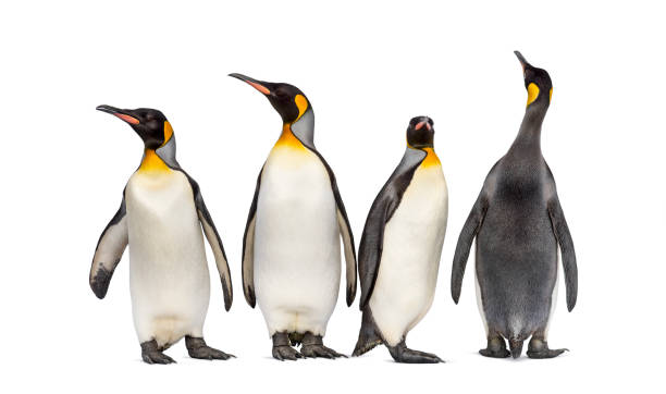 istock Colony of king penguins together, isolated on white 1296457695