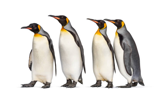 istock Colony of king penguins together, isolated on white 1296457735