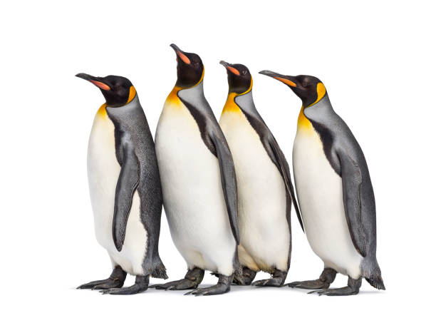 istock Colony of king penguins together, isolated on white 1296457739
