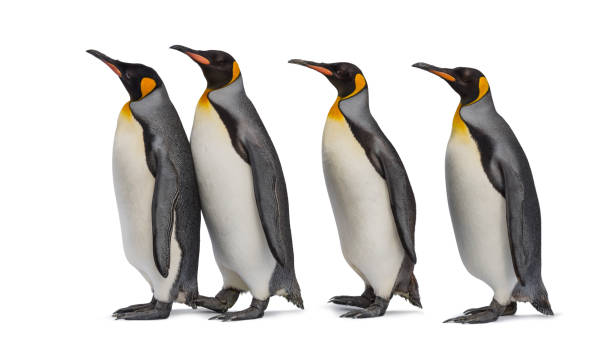 istock Colony of king penguins together, isolated on white 1296457752