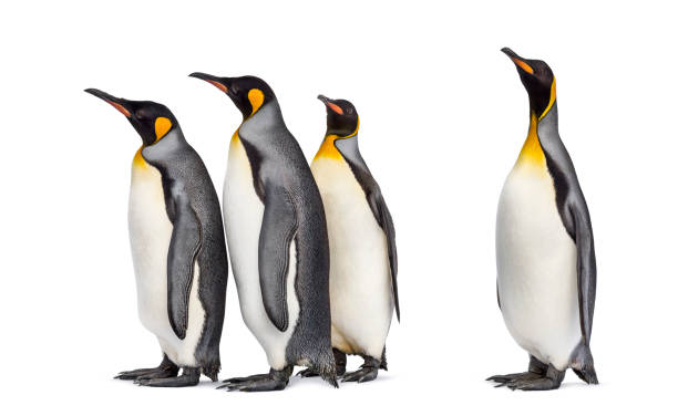 istock Colony of king penguins together, isolated on white 1296457761