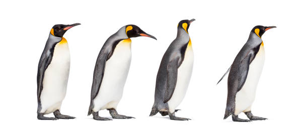 istock Colony of king penguins together, isolated on white 1296457778