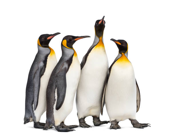 istock Walking King penguin, isolated on white 1296457800