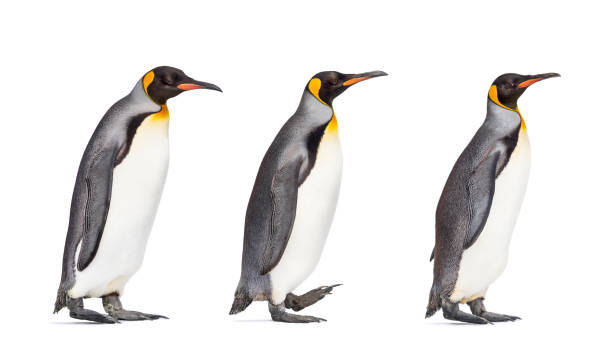 istock Colony of king penguins together, isolated on white 1296457813
