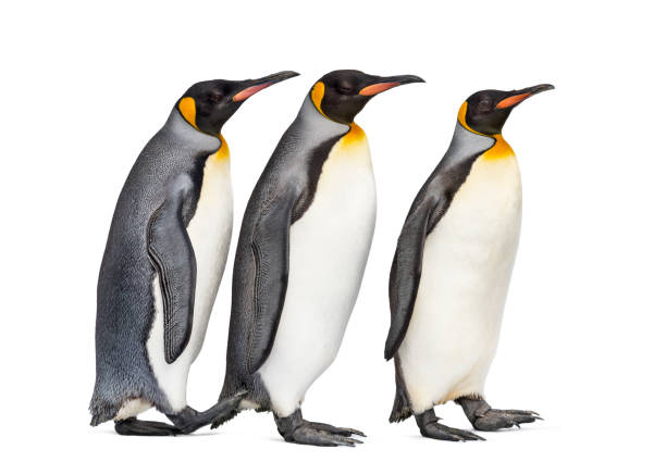 istock Colony of king penguins together, isolated on white 1296457814