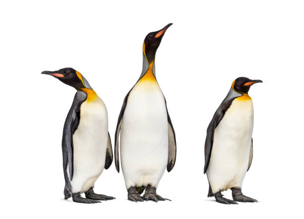 istock Colony of king penguins together, isolated on white 1296457832