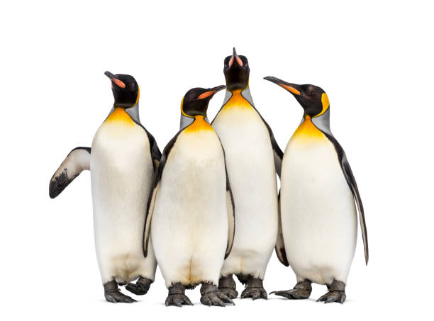 istock Colony of king penguins together, isolated on white 1296457834