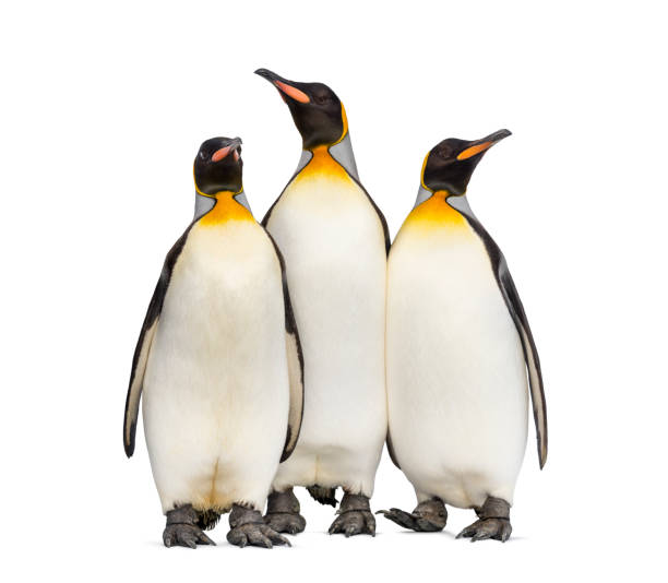 istock Colony of king penguins together, isolated on white 1296457850