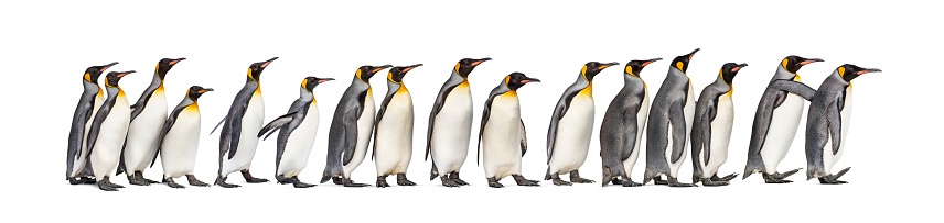 Colony of king penguins together, isolated on white