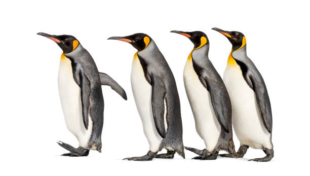 istock Colony of king penguins together, isolated on white 1296457878