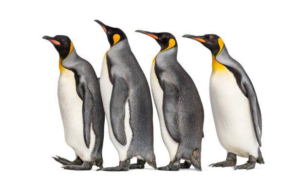 istock Colony of king penguins together, isolated on white 1296457895