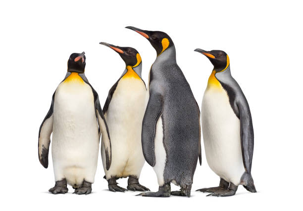 istock Colony of king penguins together, isolated on white 1296457899