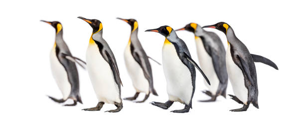 istock Colony of king penguins together, isolated on white 1296457905