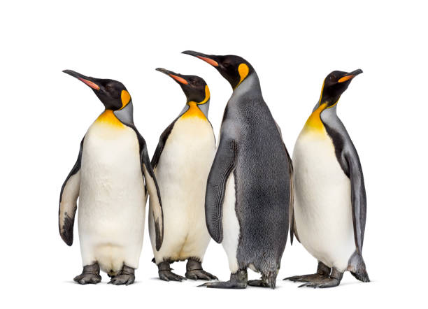 istock Colony of king penguins together, isolated on white 1296457937