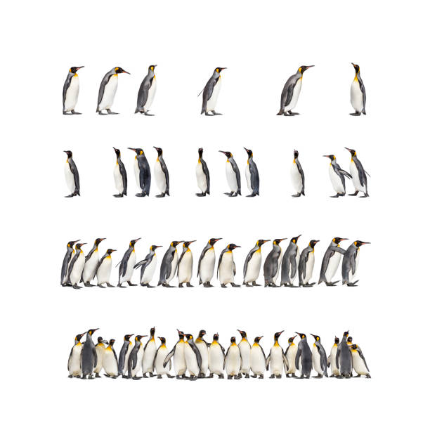 One wild king penguin (Aptenodytes patagonicus) walking through a gentoo penguin rookery,