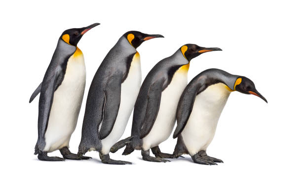 istock Colony of king penguins together, isolated on white 1296457960