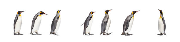 istock Colony of king penguins together, isolated on white 1296457982