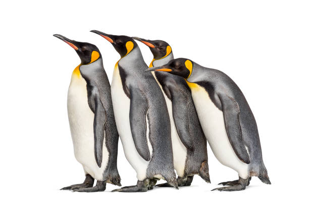 istock Colony of king penguins together, isolated on white 1296458008