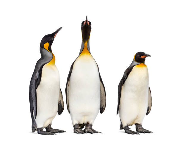 istock Colony of king penguins together, isolated on white 1296458017