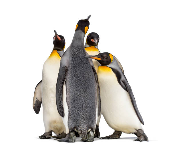 istock Colony of king penguins together, isolated on white 1296458045