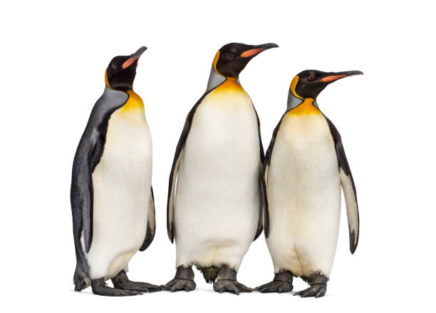 istock Colony of king penguins together, isolated on white 1296458063