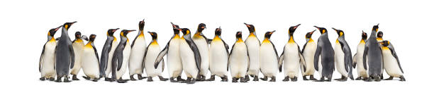함께 왕 펭귄의 식민지, 흰색에 고립 - penguin colony nobody horizontal 뉴스 사진 이미지