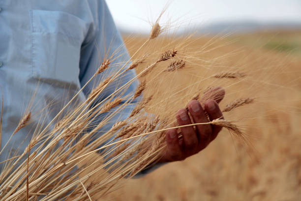 Agricultural scene. Hand in a field. Touching the harvest.