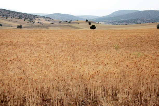 Golden wheat field in sunlight.  Agricultural scene.