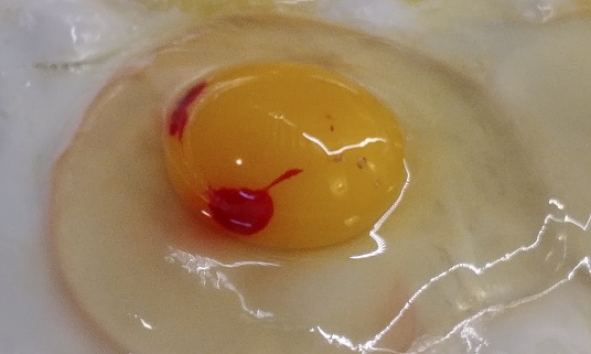 A farm fresh egg with blood spots