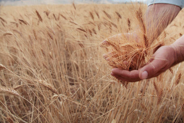 istock Agricultural scene. Hand in a field. Touching the harvest. 1296458736