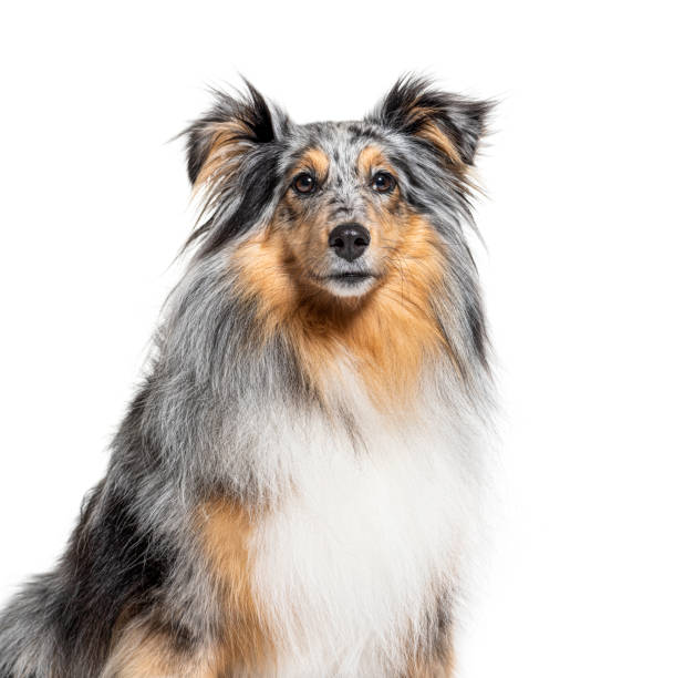 istock portrait of a Blue merle Sheltie, isolated 1296459891