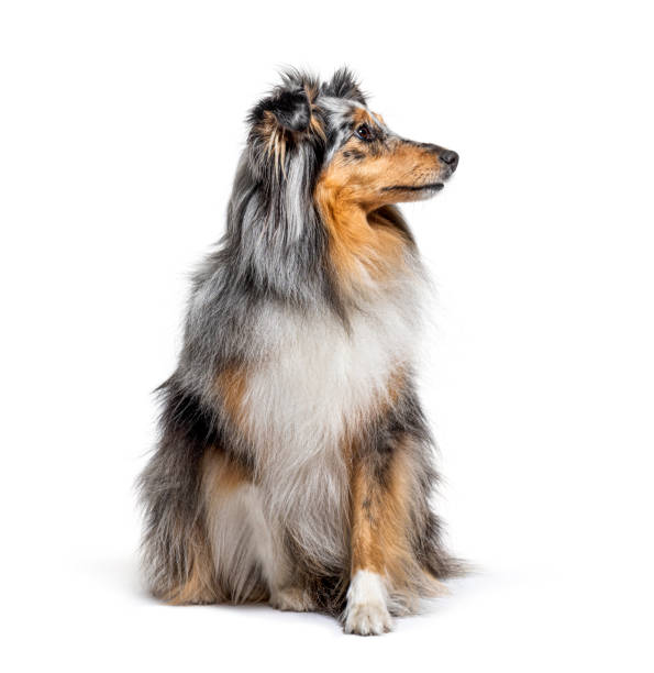 istock Sitting Blue merle Sheltie isolated on white 1296459930