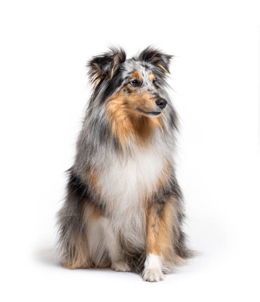 Sitting Blue merle Sheltie isolated on white Sitting Blue merle Sheltie isolated on white sheltie blue merle stock pictures, royalty-free photos & images