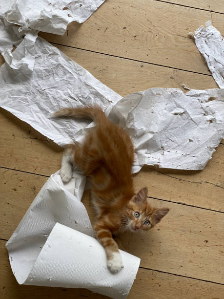 istock Top view of a Ginger Kitten, mixed-breed cat, playing with soft white paper 1296460010