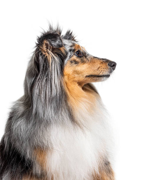 istock portrait of a Blue merle Sheltie, isolated 1296460073