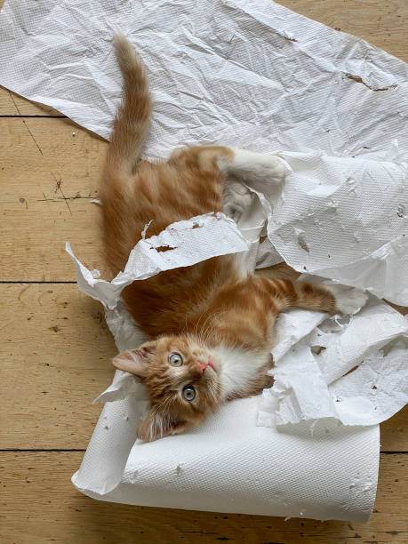 22,400+ Mischievous Cat Stock Photos, Pictures & Royalty-Free Images - iStock | Sneaky cat, Mischievous dog, Dog mess