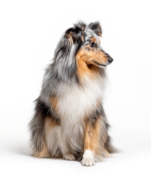 Sitting Blue merle Sheltie isolated on white Sitting Blue merle Sheltie isolated on white sheltie blue merle stock pictures, royalty-free photos & images