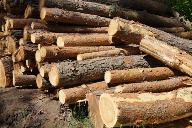 istock felled pine tree trunks in the forest natural material firewood industry horizontal position 1296462553