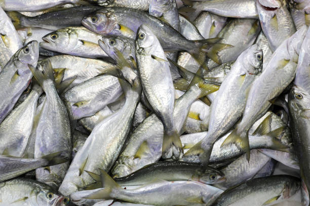 istock bluefish in the fish market 1296462596