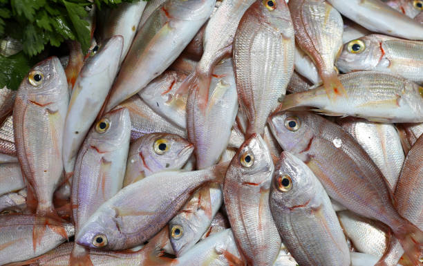 istock coral fish in the fish market 1296462852